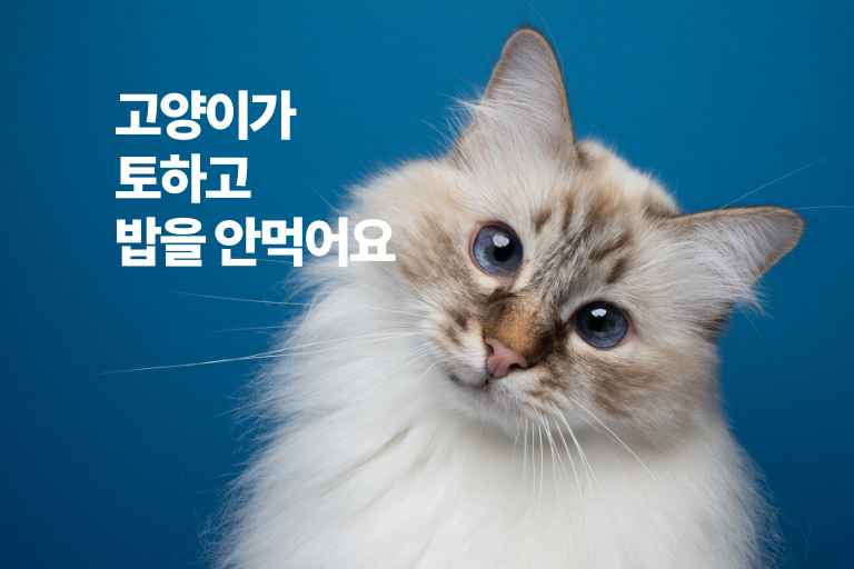 고양이가 토하고 밥을 안먹어요